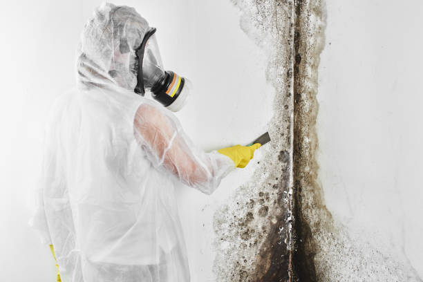 Crawl Space Mold Removal in Diberville, MS