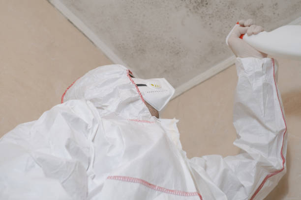 Home Mold Removal in Diberville, MS
