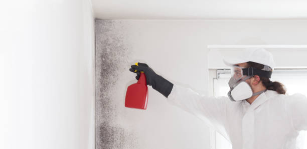 Best Mold Testing  in Diberville, MS
