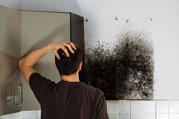 Best Mold Cleaning Services  in Diberville, MS